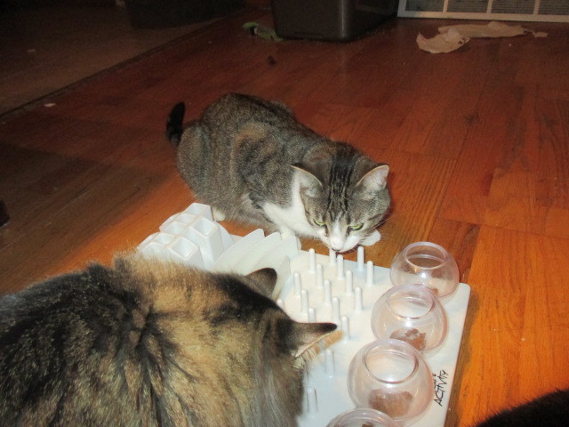 Fina, a Adoptable Domestic Short Hair in Midland, MI image 5/10