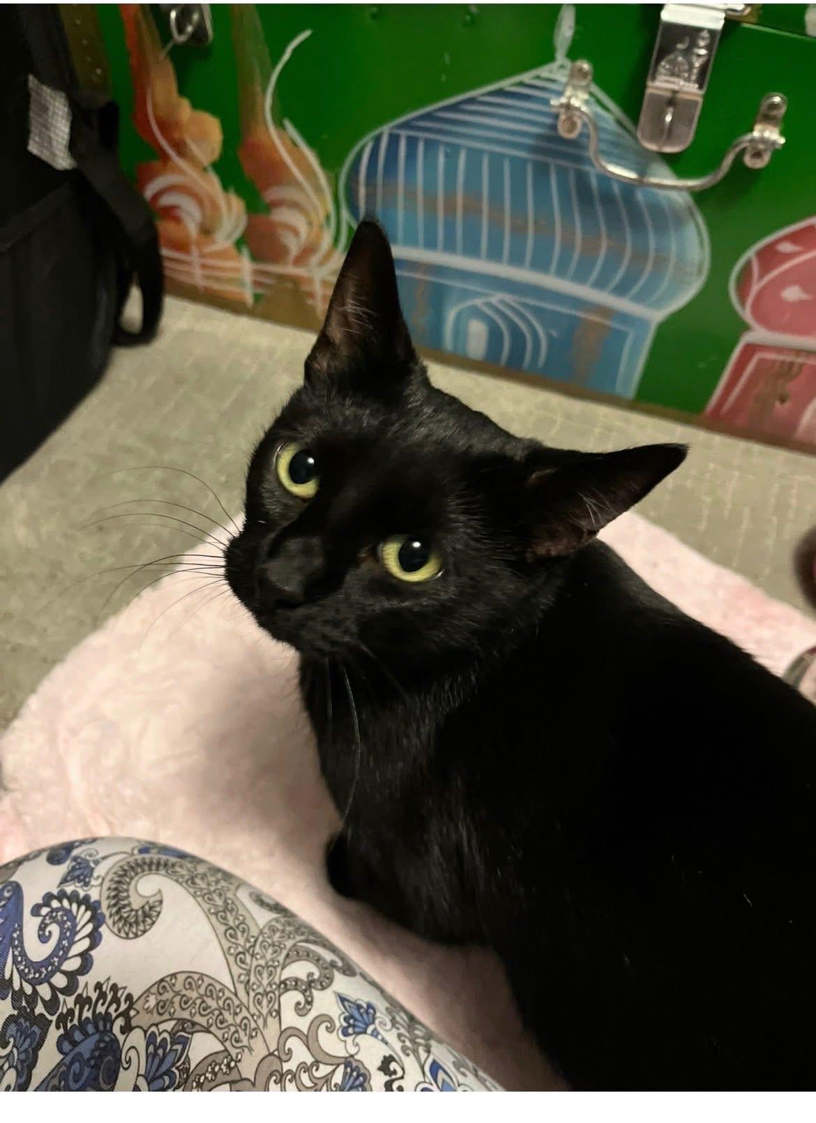 Enlarge Lacy, a ADOPTABLE Domestic Short Hair in London, ON image 2/5