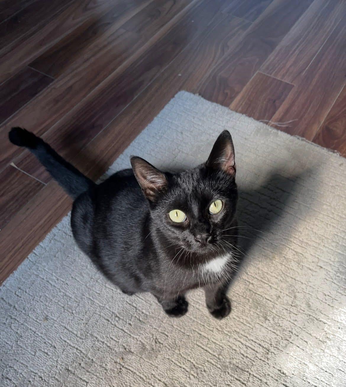 Enlarge Lacy, a ADOPTABLE Domestic Short Hair in London, ON image 4/5