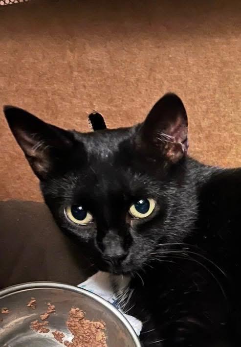 Enlarge Lacy, a ADOPTABLE Domestic Short Hair in London, ON image 5/5