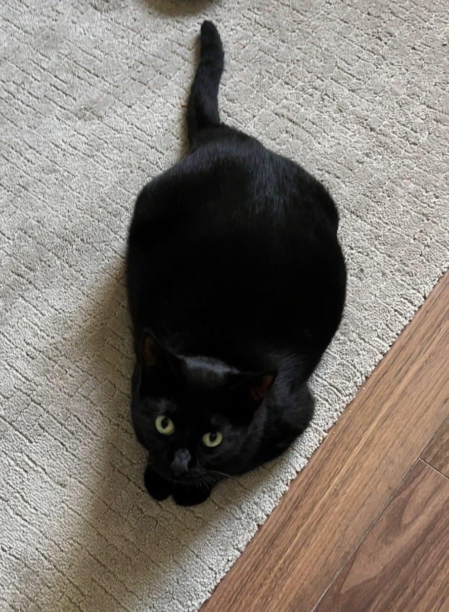 Enlarge Lacy, a ADOPTABLE Domestic Short Hair in London, ON image 1/5