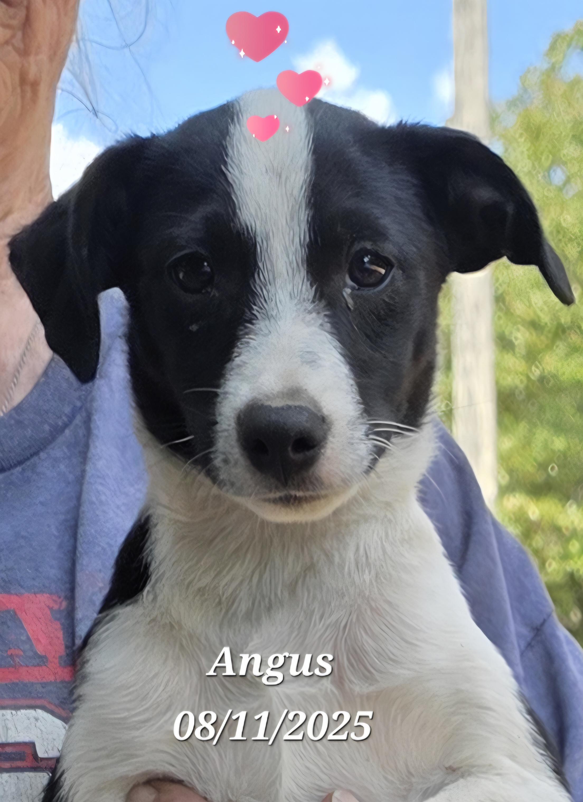 Angus, Adoptable, Puppy Male Cardigan Welsh Corgi & Australian Shepherd.