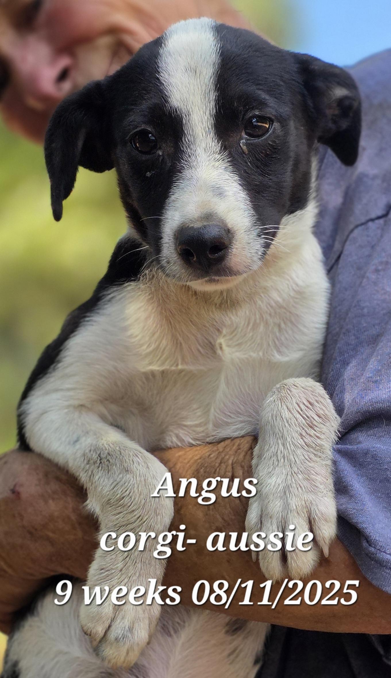 Angus, a Adoptable mixed breed in Warren, RI image 2/5