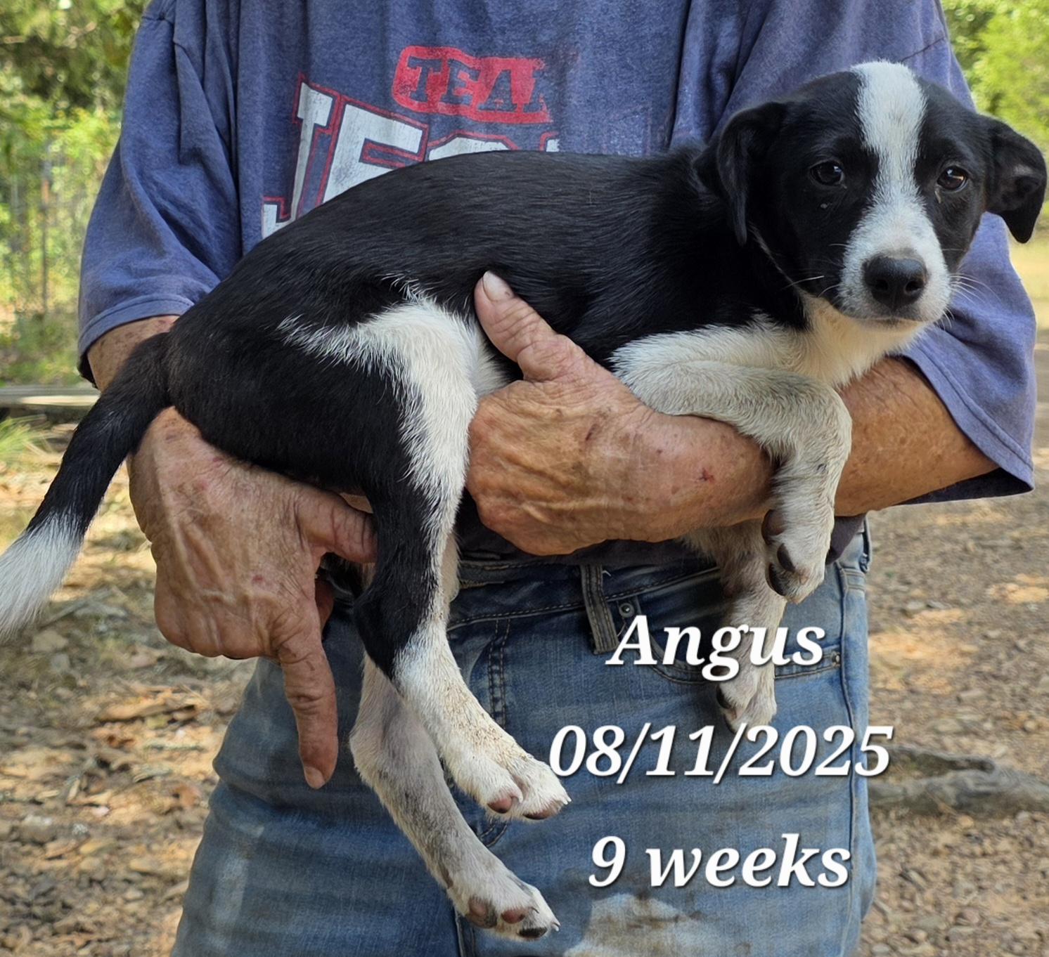 Angus, a Adoptable mixed breed in Warren, RI image 3/5