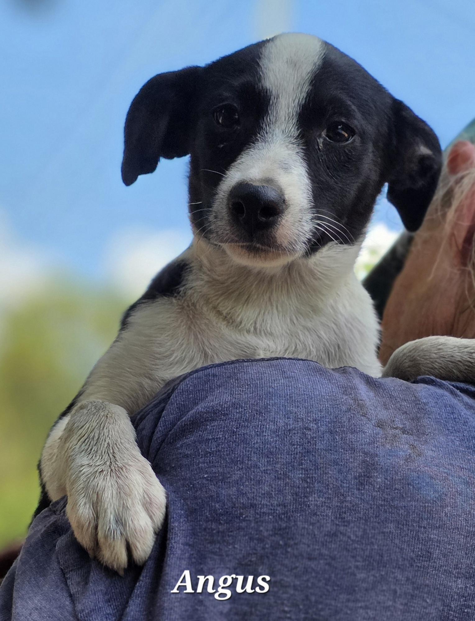 Angus, a Adoptable mixed breed in Warren, RI image 4/5