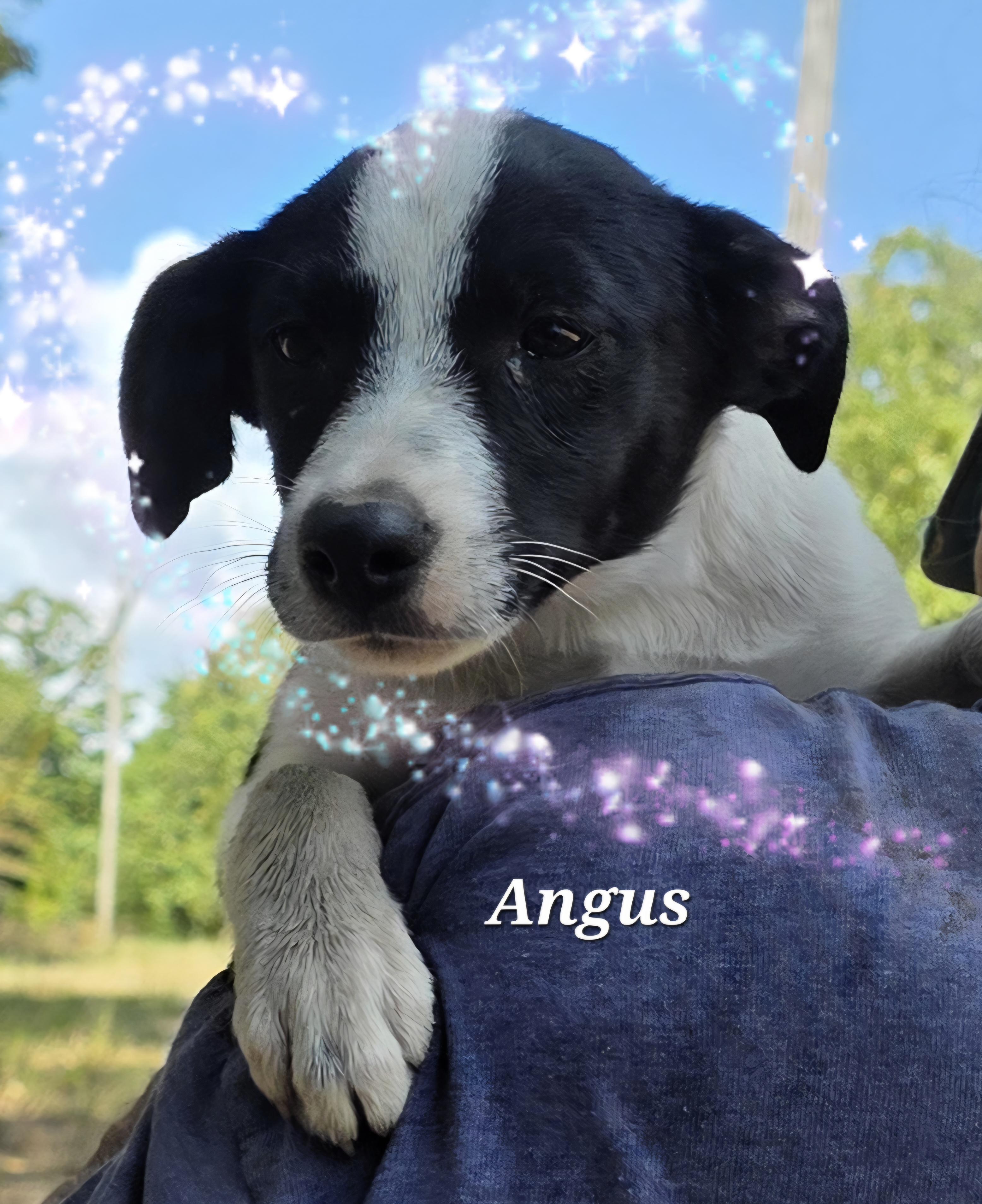 Angus, a Adoptable mixed breed in Warren, RI image 5/5
