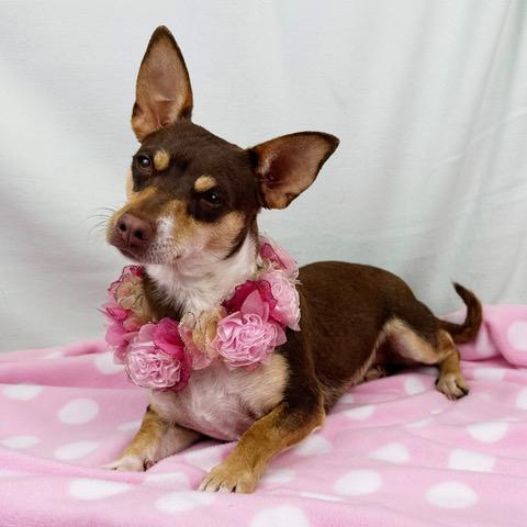 Enlarge Dutchess, a ADOPTABLE mixed breed in Kerrville, TX image 1/3