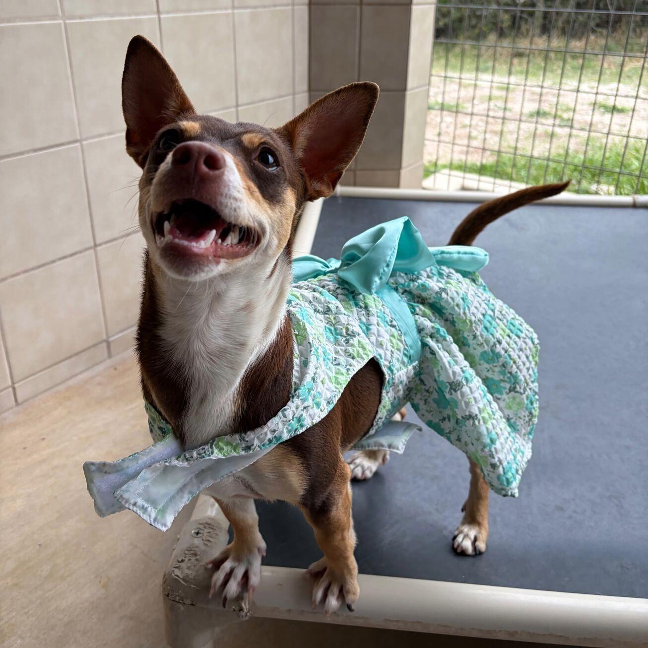 Dutchess, ADOPTABLE, Young Female Chihuahua & Corgi.