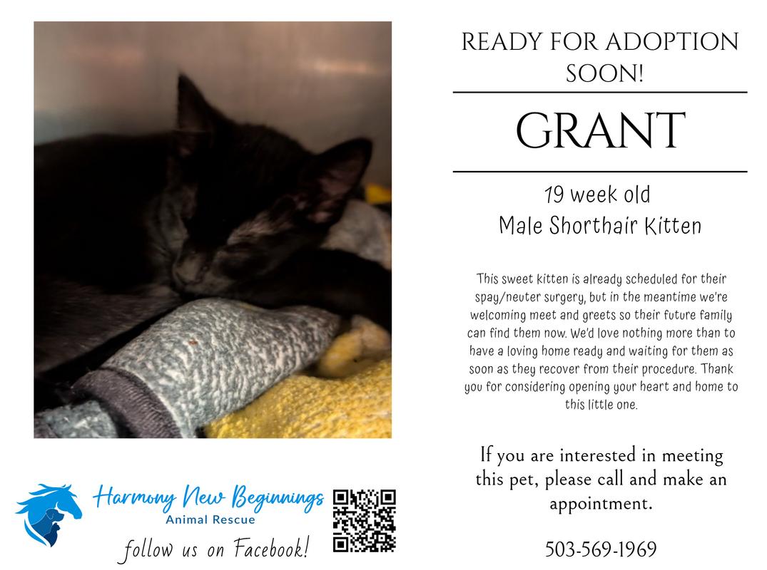 Enlarge Grant, a ADOPTABLE Domestic Short Hair in Sheridan, OR image 1/1