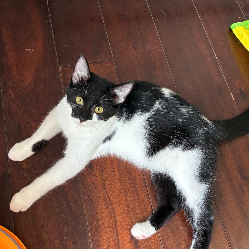 Sneezy/Jersey, Adoptable, Kitten Female American Shorthair.