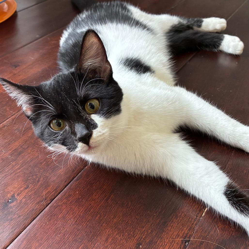 Enlarge Sneezy/Jersey, a Adoptable American Shorthair in Pittsburgh, PA image 3/3