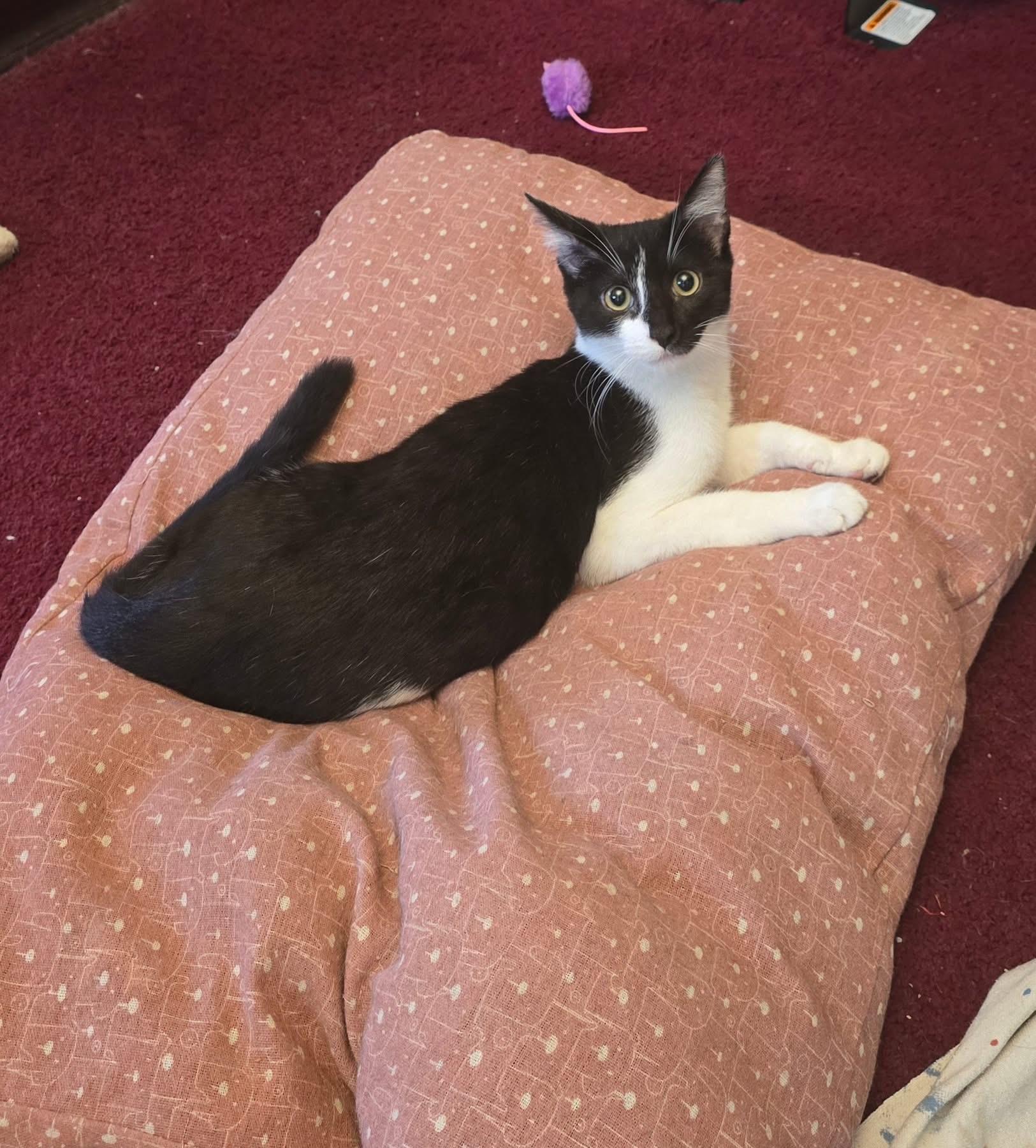 Napoleon and Josephine, a Adoptable Domestic Short Hair in Bensalem, PA image 2/5