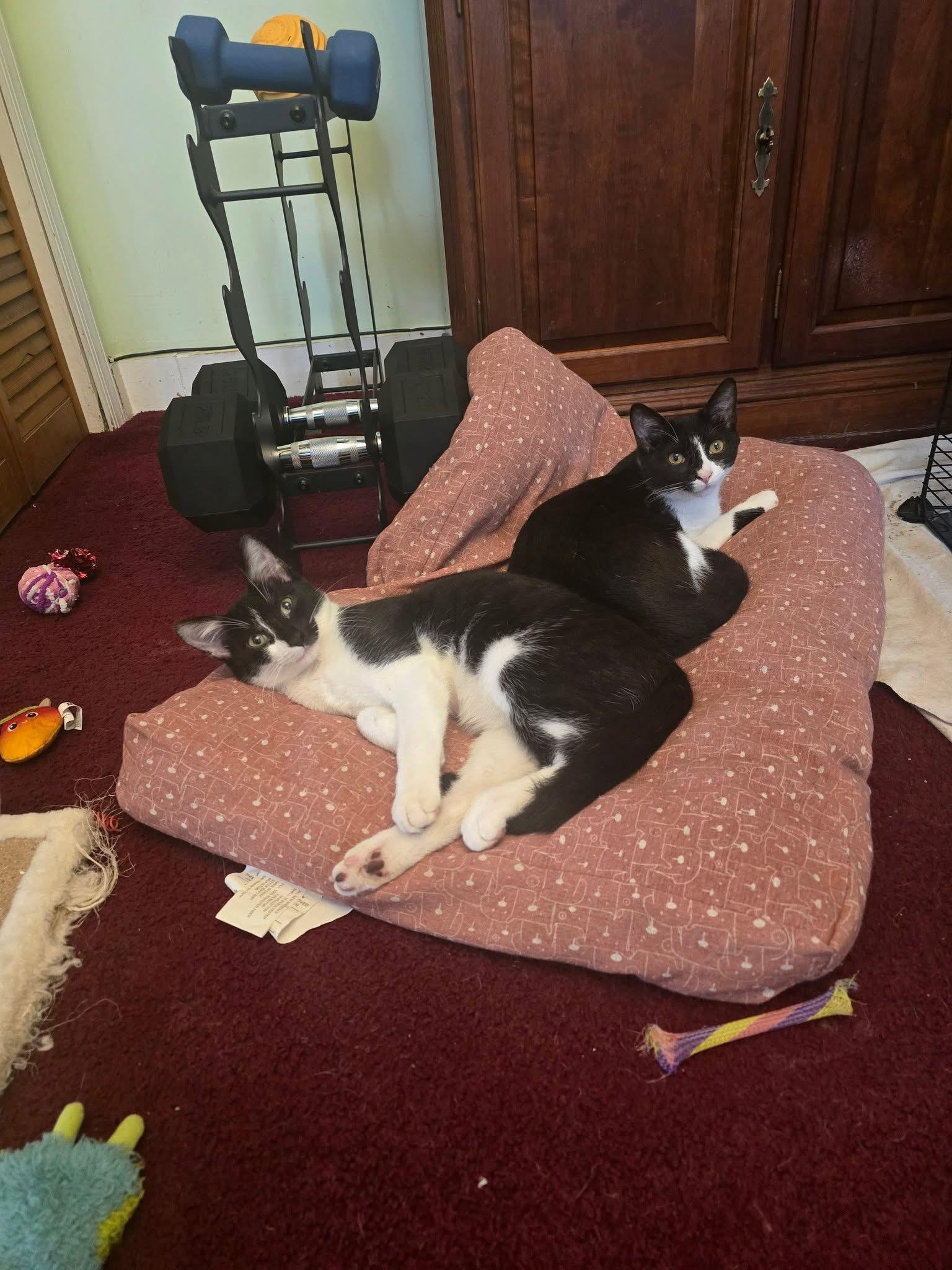 Napoleon and Josephine, Adoptable, Young Male Domestic Short Hair.