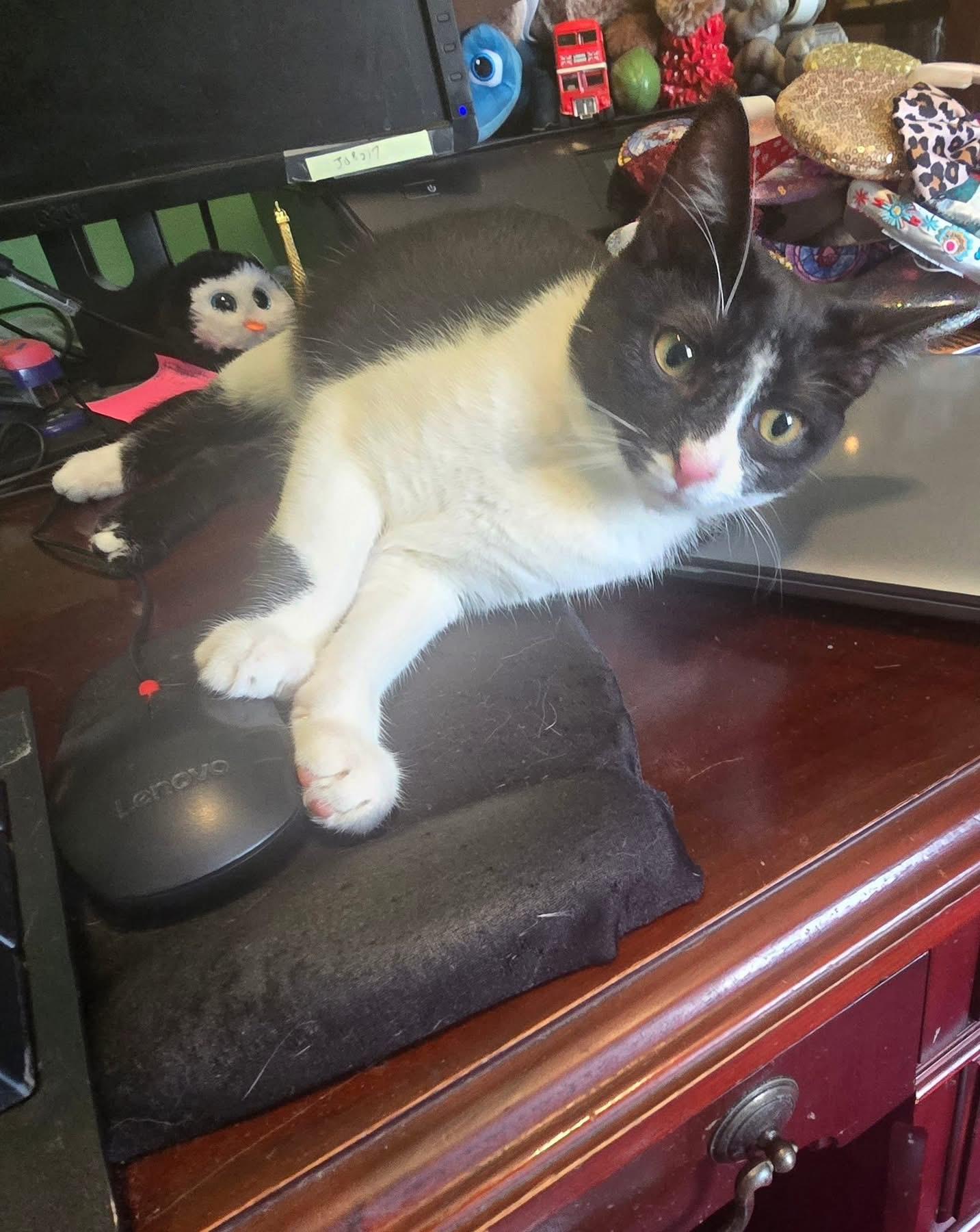 Napoleon and Josephine, a Adoptable Domestic Short Hair in Bensalem, PA image 4/5