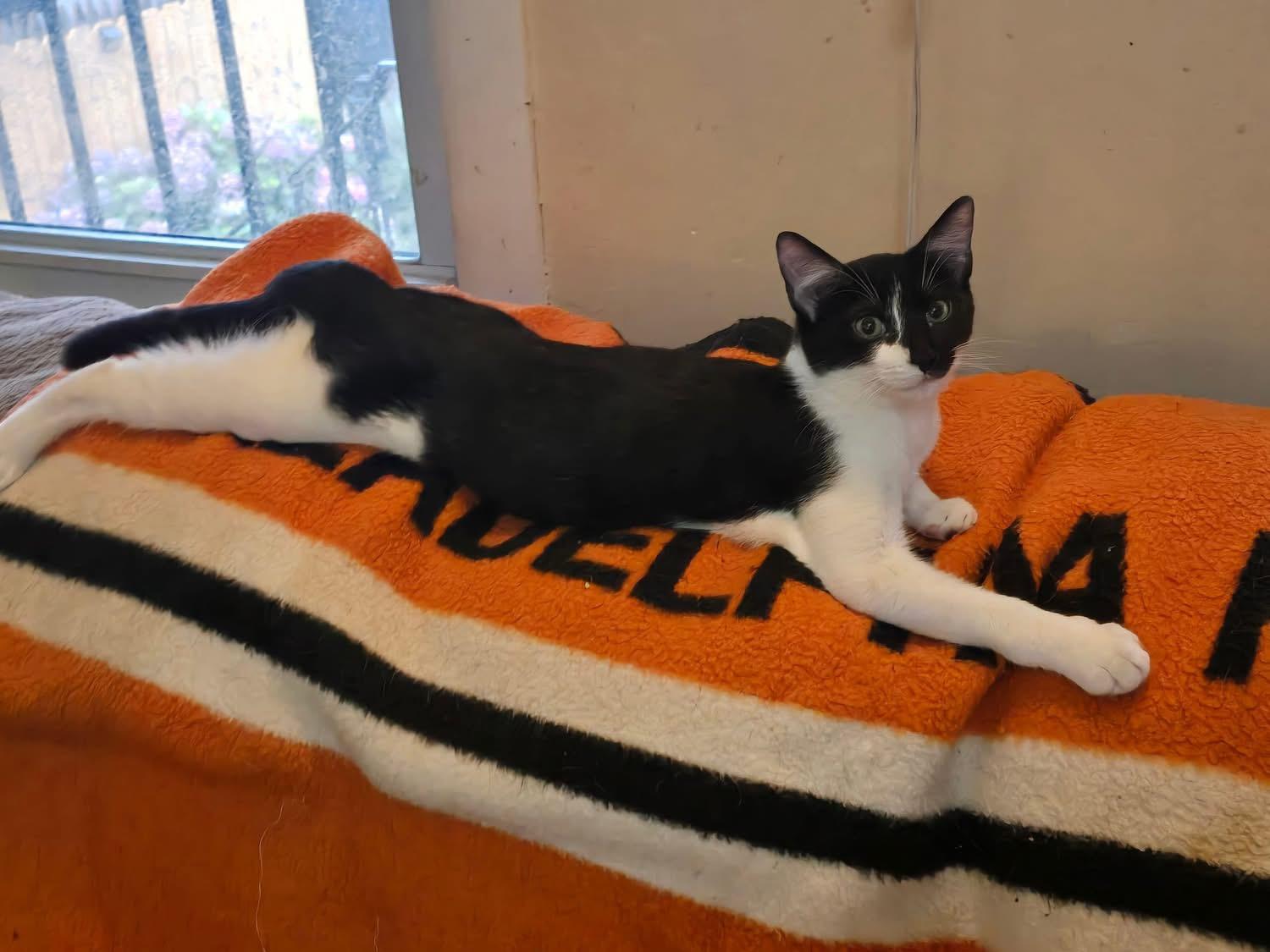 Napoleon and Josephine, a Adoptable Domestic Short Hair in Bensalem, PA image 5/5