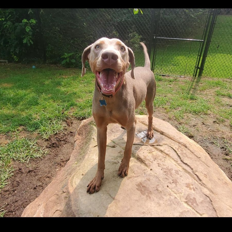 Iris, Young Female Weimaraner