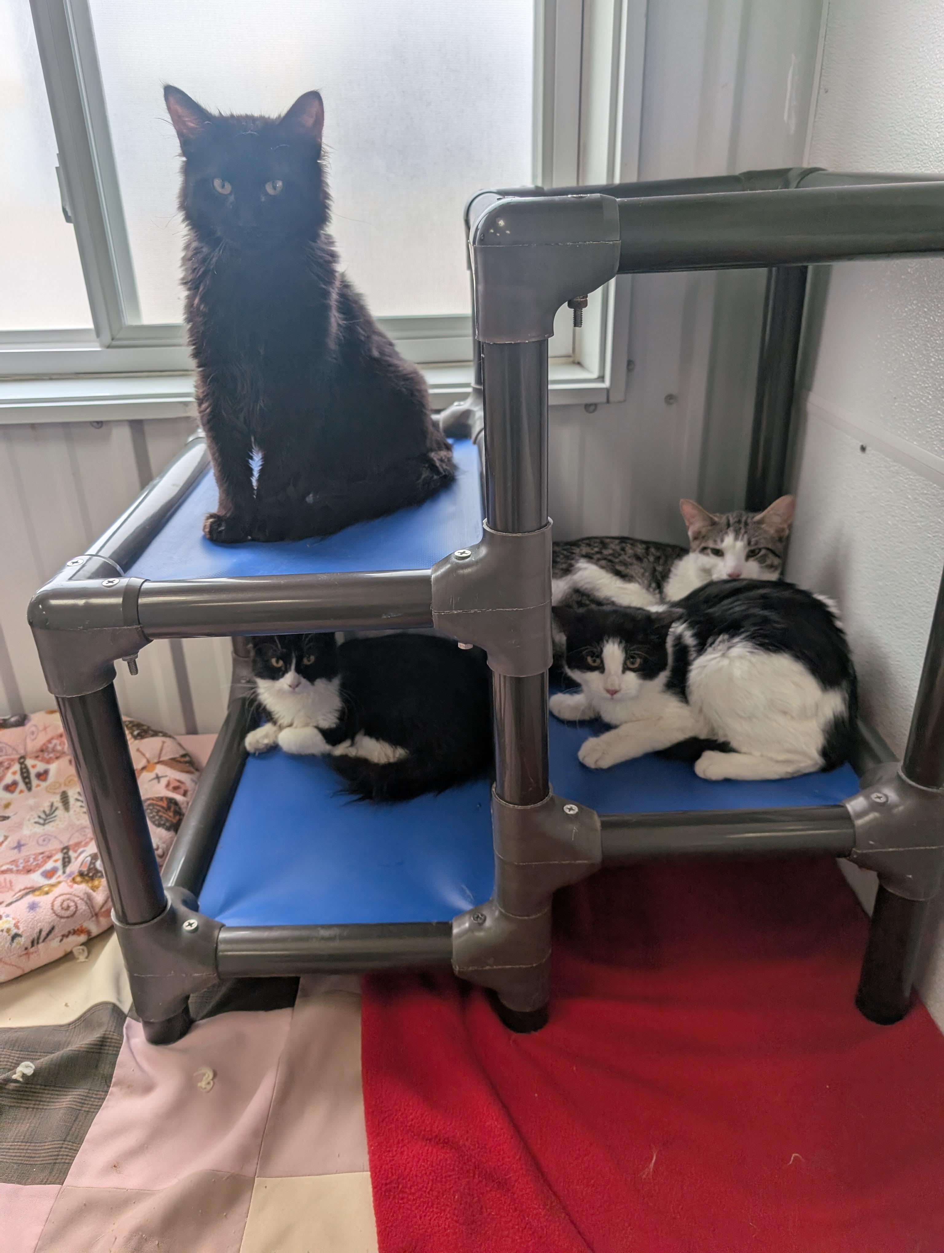 Enlarge Dollar, an adopted Domestic Short Hair in New Ulm, MN image 2/2