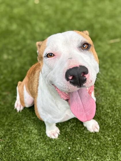 Pluto, Adoptable, Adult Female American Bulldog & Mixed Breed.