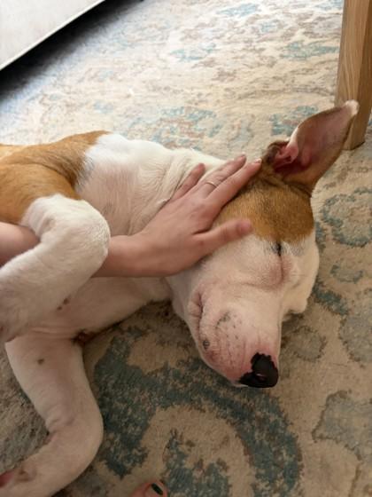 Enlarge Pluto, a Adoptable mixed breed in Gainesville, FL image 2/3