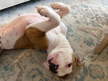 Enlarge Pluto, a Adoptable mixed breed in Gainesville, FL image 3/3