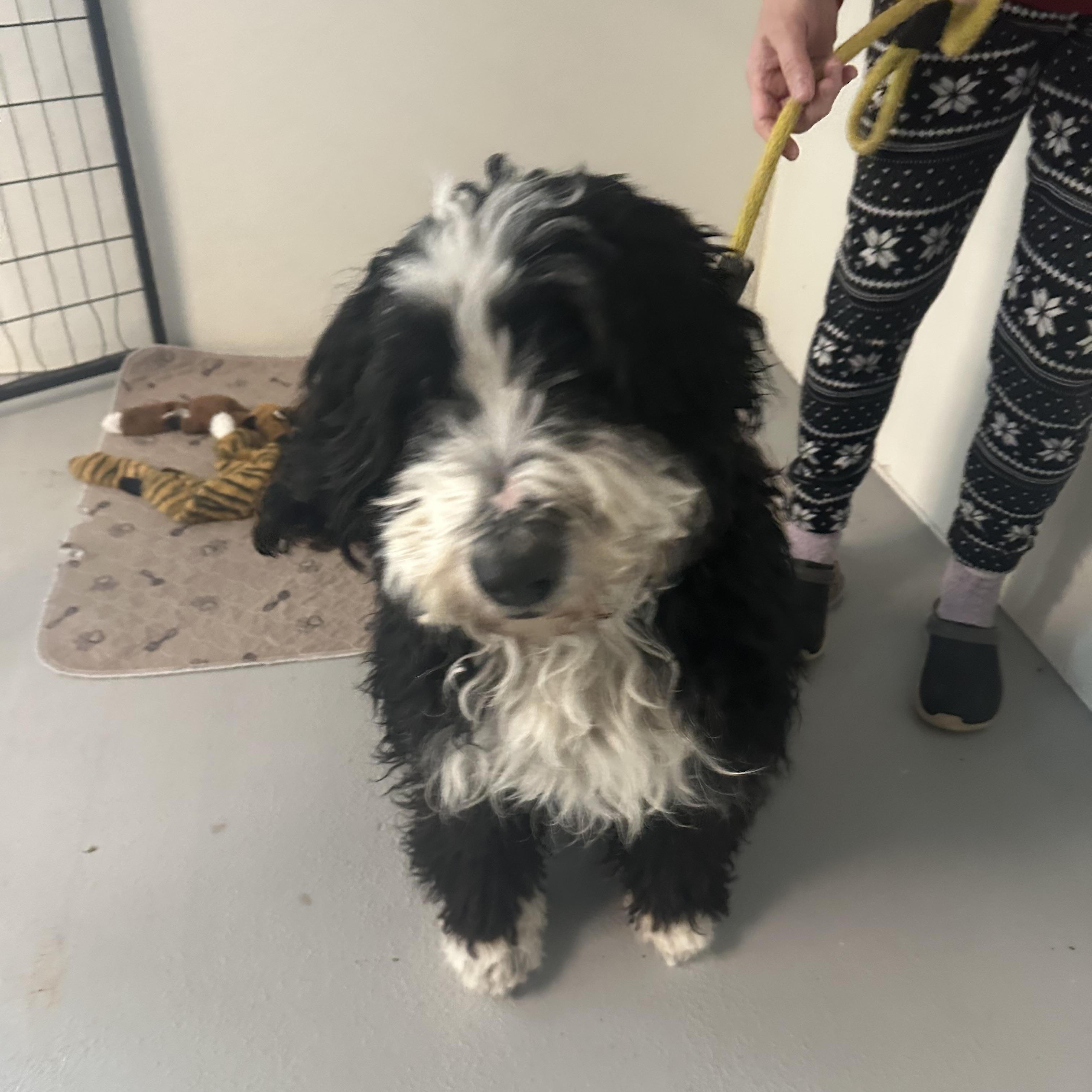 Shelby , adopted, Adult Female Bernadoodle.