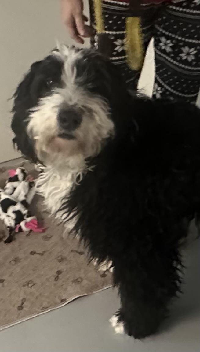 Enlarge Shelby , an adopted Bernadoodle in Hop Bottom, PA image 3/3
