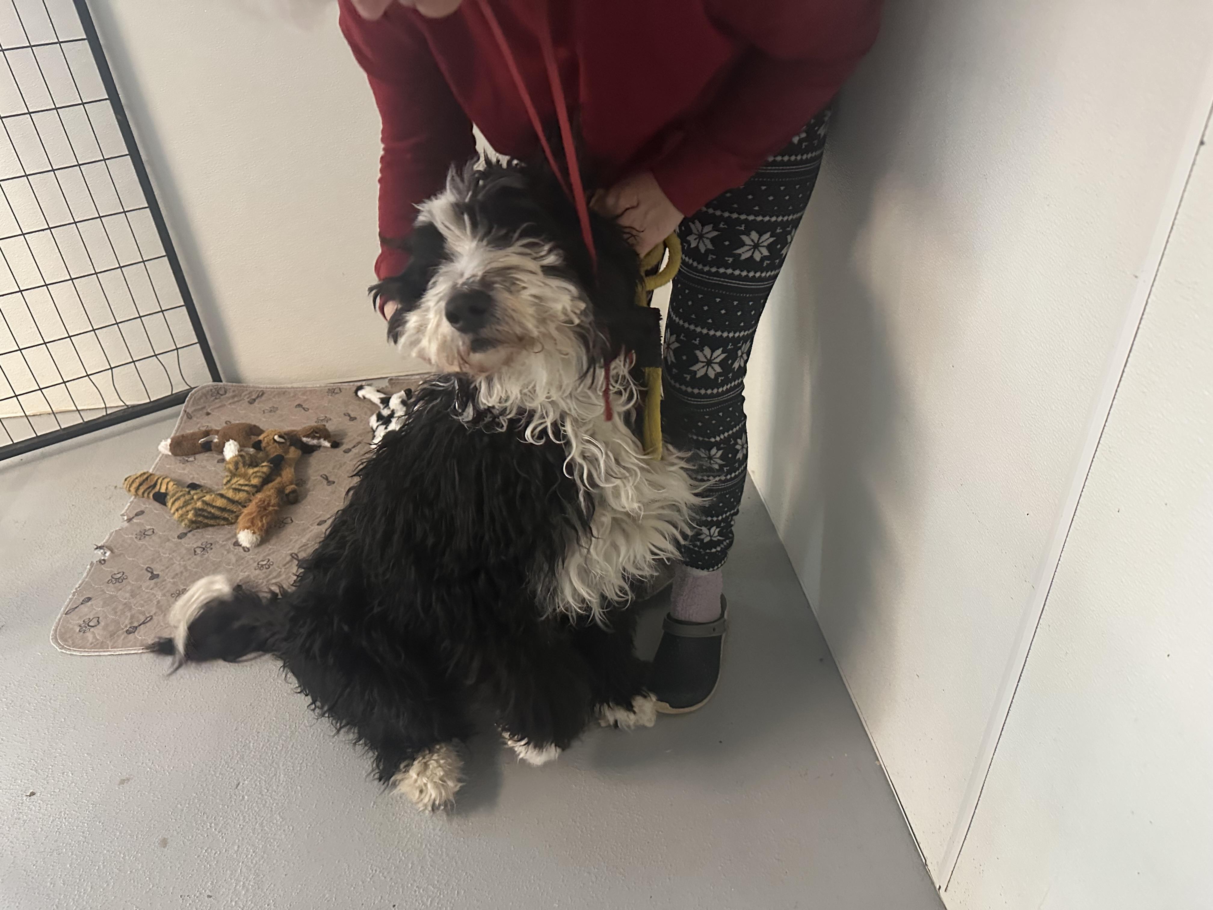 Enlarge Shelby , an adopted Bernadoodle in Hop Bottom, PA image 2/3