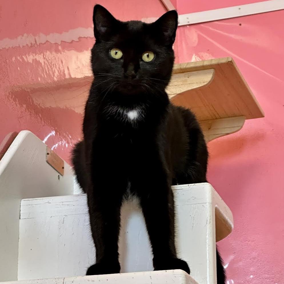 Sapphira, Adoptable, Adult Female Domestic Short Hair.