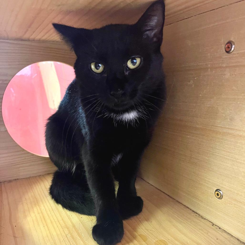 Sapphira, a Adoptable Domestic Short Hair in Hudson, NY image 2/2