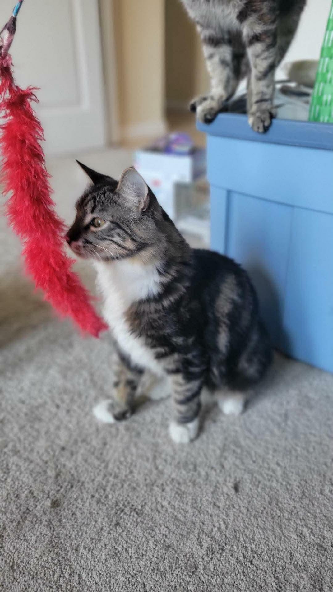 Enlarge Joey, an adopted mixed breed in Gladstone, OR image 3/5