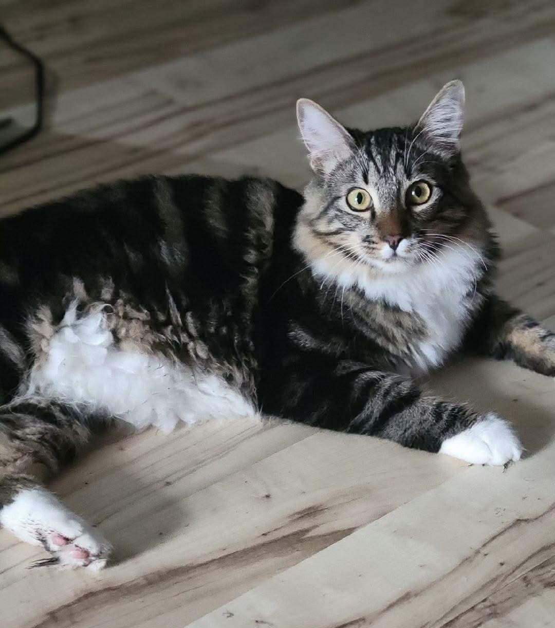 Joey, adopted, Kitten Male Tabby & Domestic Long Hair.