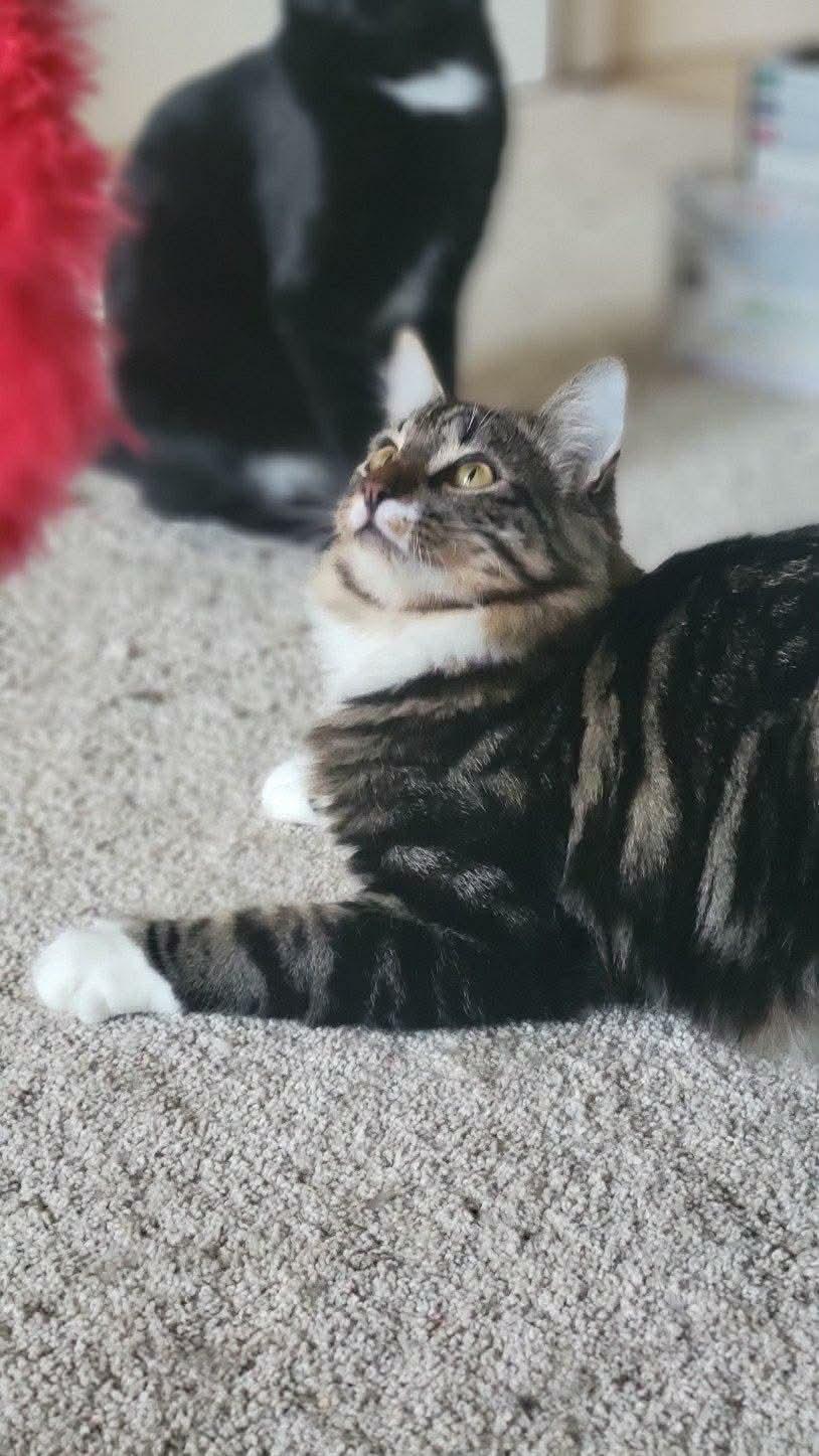 Enlarge Joey, an adopted mixed breed in Gladstone, OR image 4/5