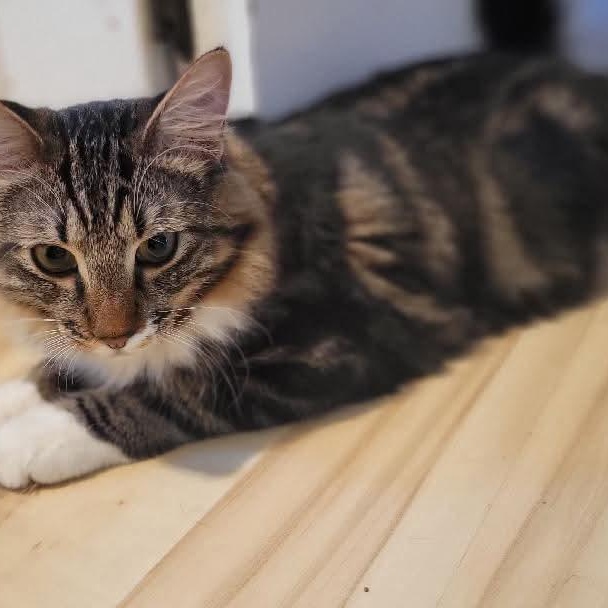 Enlarge Joey, an adopted mixed breed in Gladstone, OR image 5/5