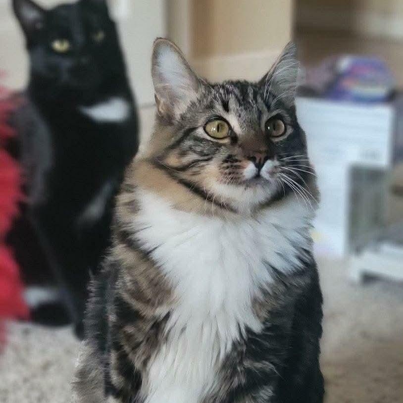 Enlarge Joey, an adopted mixed breed in Gladstone, OR image 2/5