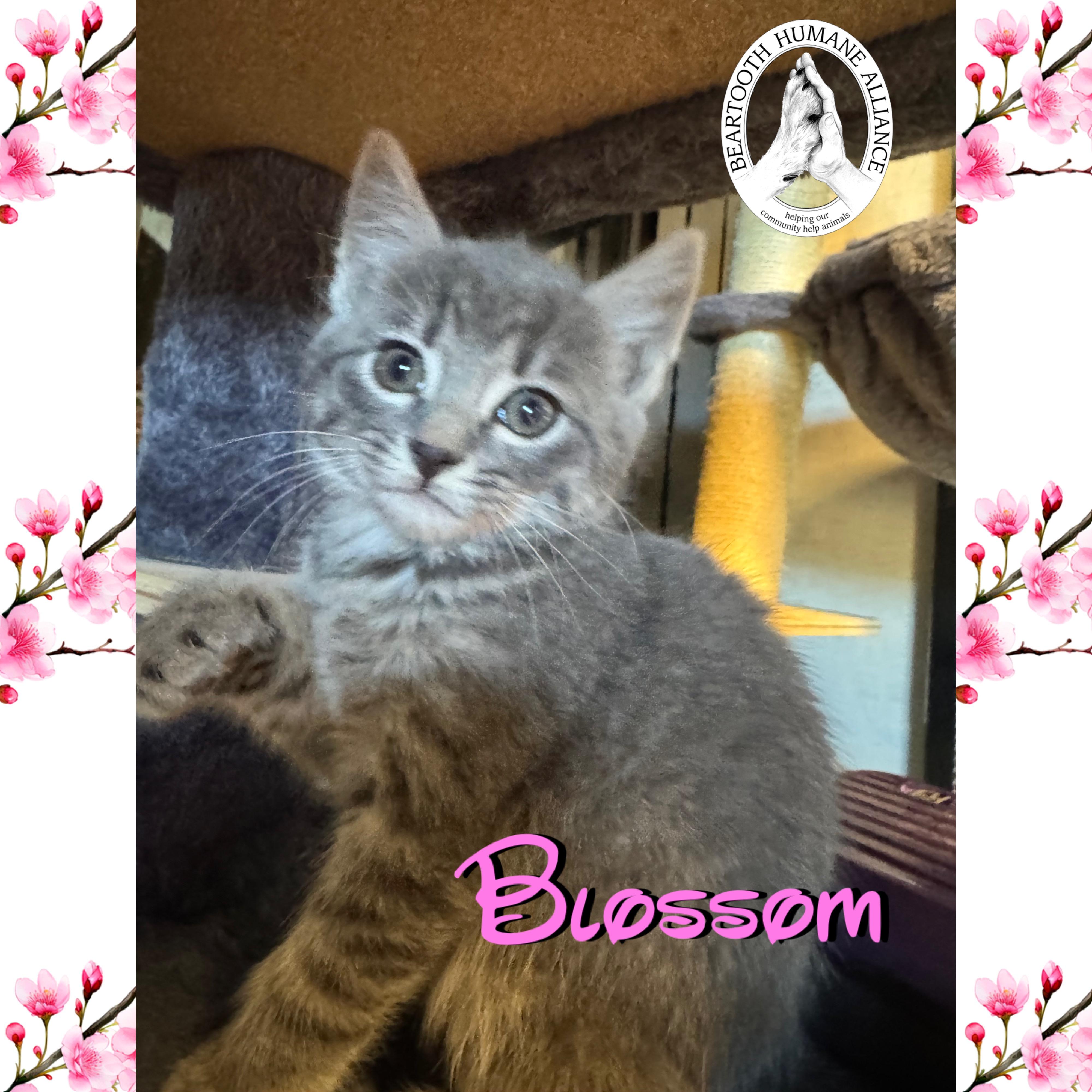 Blossom, an adoptable Domestic Medium Hair in Red Lodge, MT, 59068 | Photo Image 1