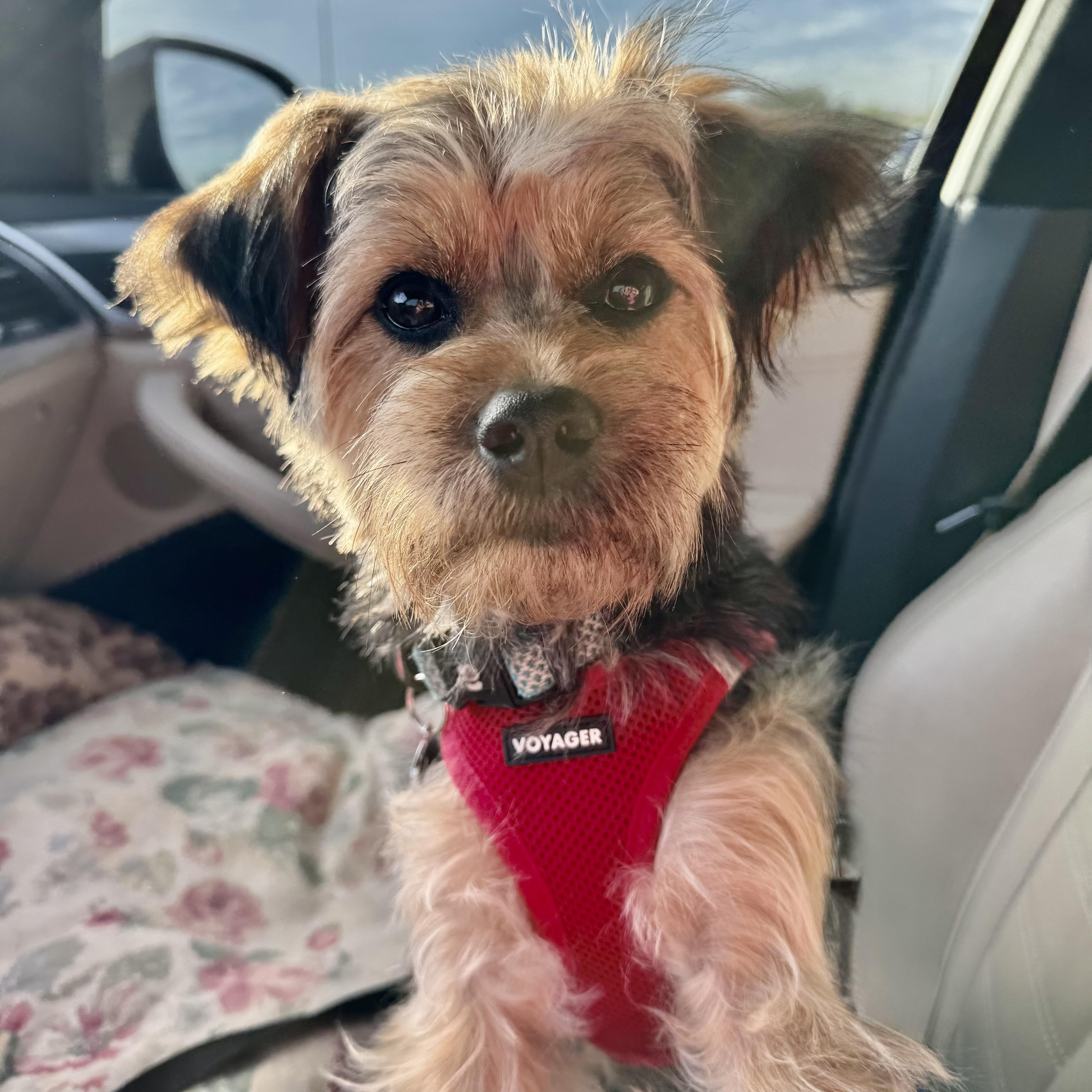 Enlarge Cheeto Trooper, a Adoptable Australian Terrier in Plano, TX image 3/4