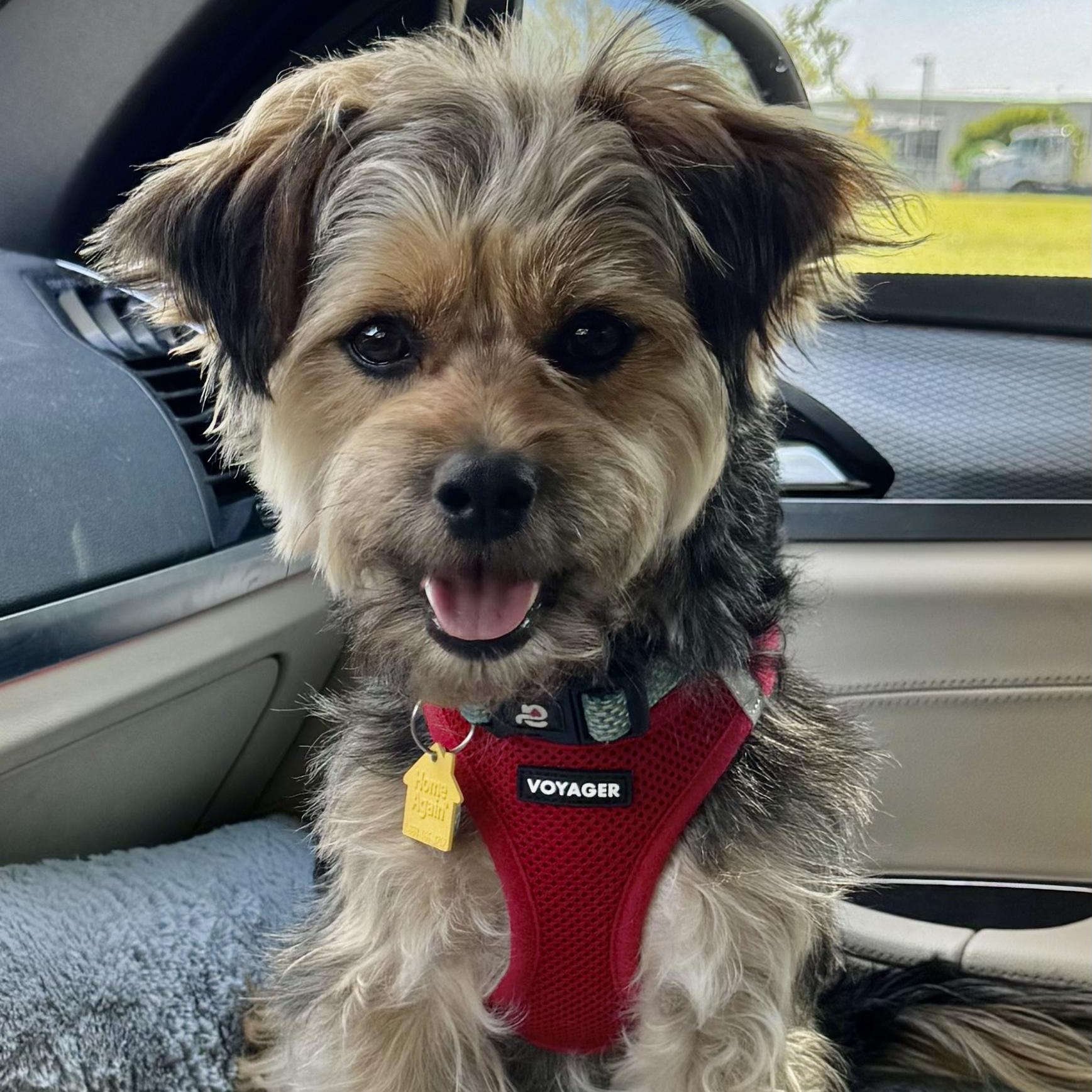 Cheeto Trooper, Adoptable, Young Male Australian Terrier.