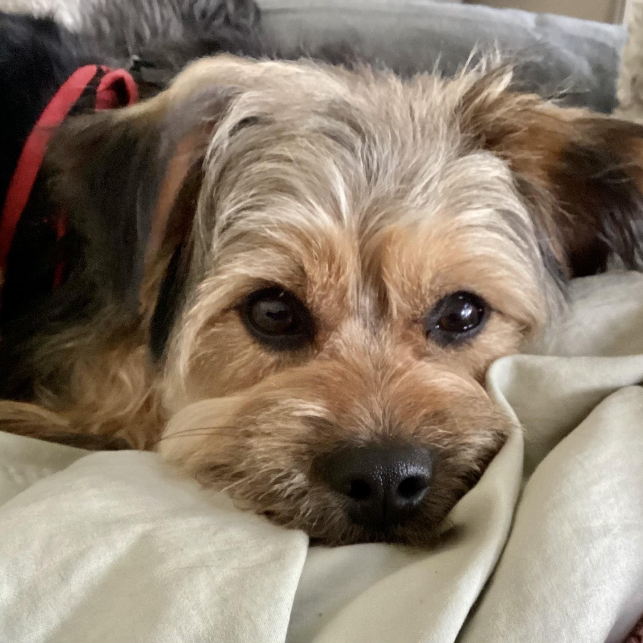 Enlarge Cheeto Trooper, a Adoptable Australian Terrier in Plano, TX image 2/4