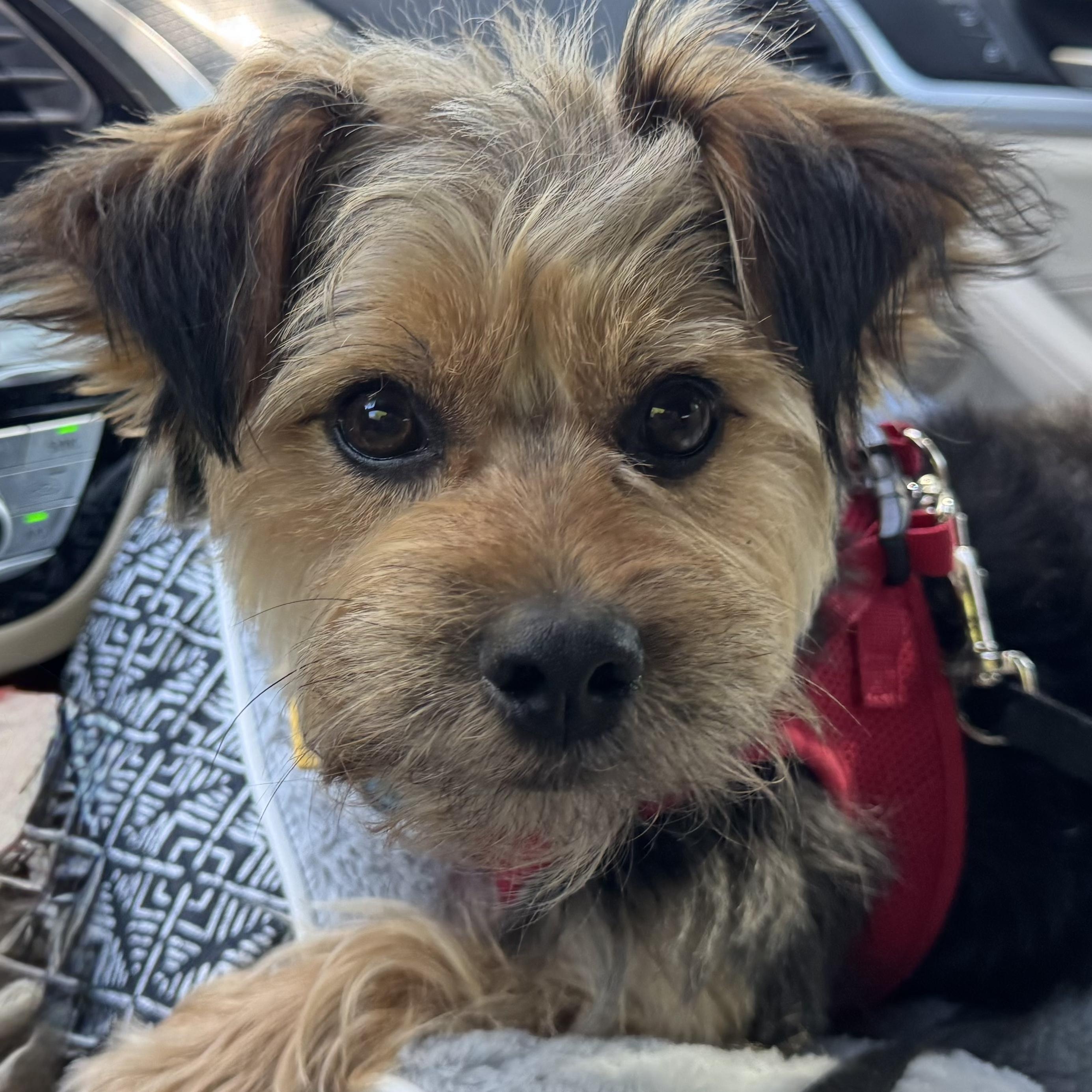 Enlarge Cheeto Trooper, a Adoptable Australian Terrier in Plano, TX image 4/4