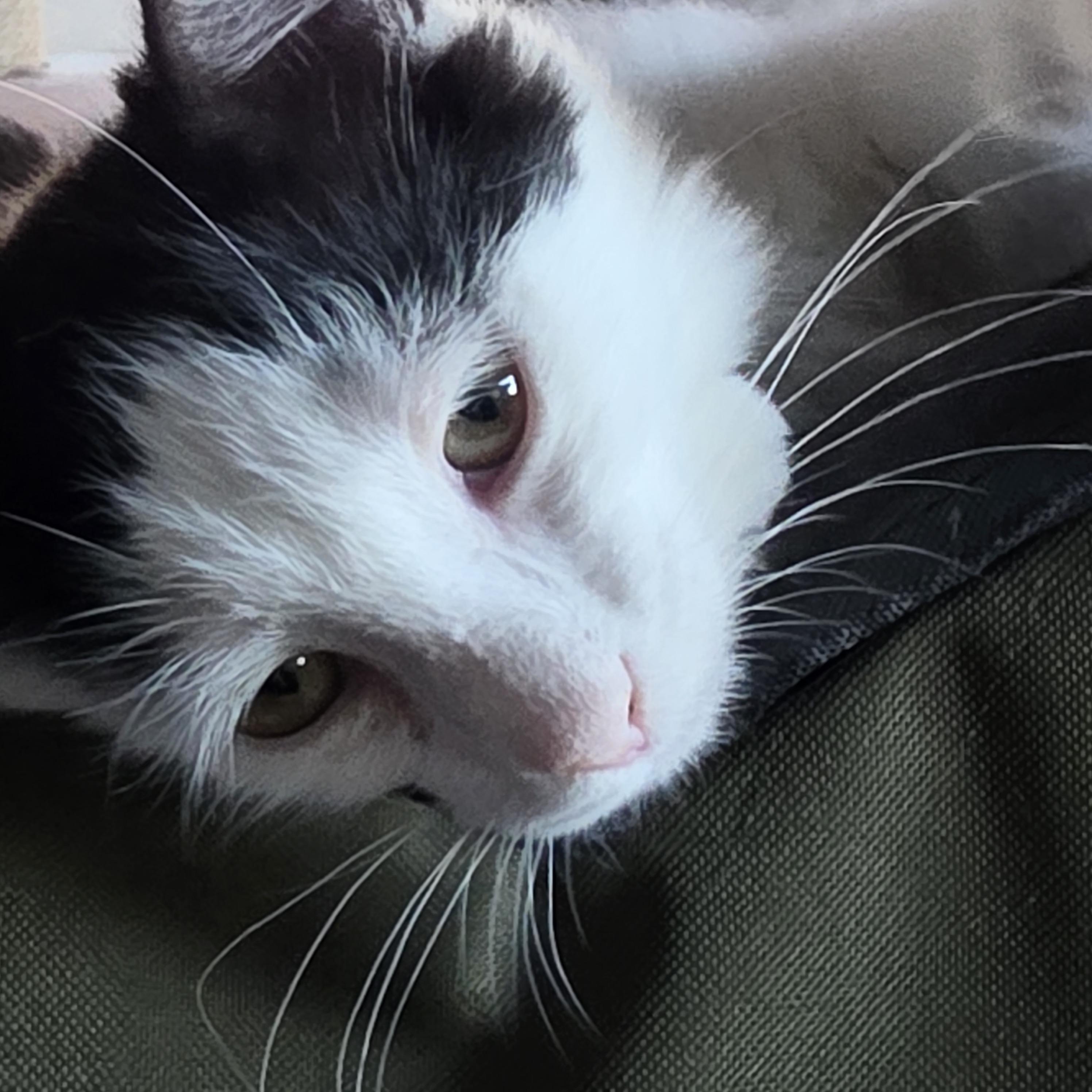 Enlarge Oreo, a Adopted Domestic Medium Hair in Springfield, OR image 3/3