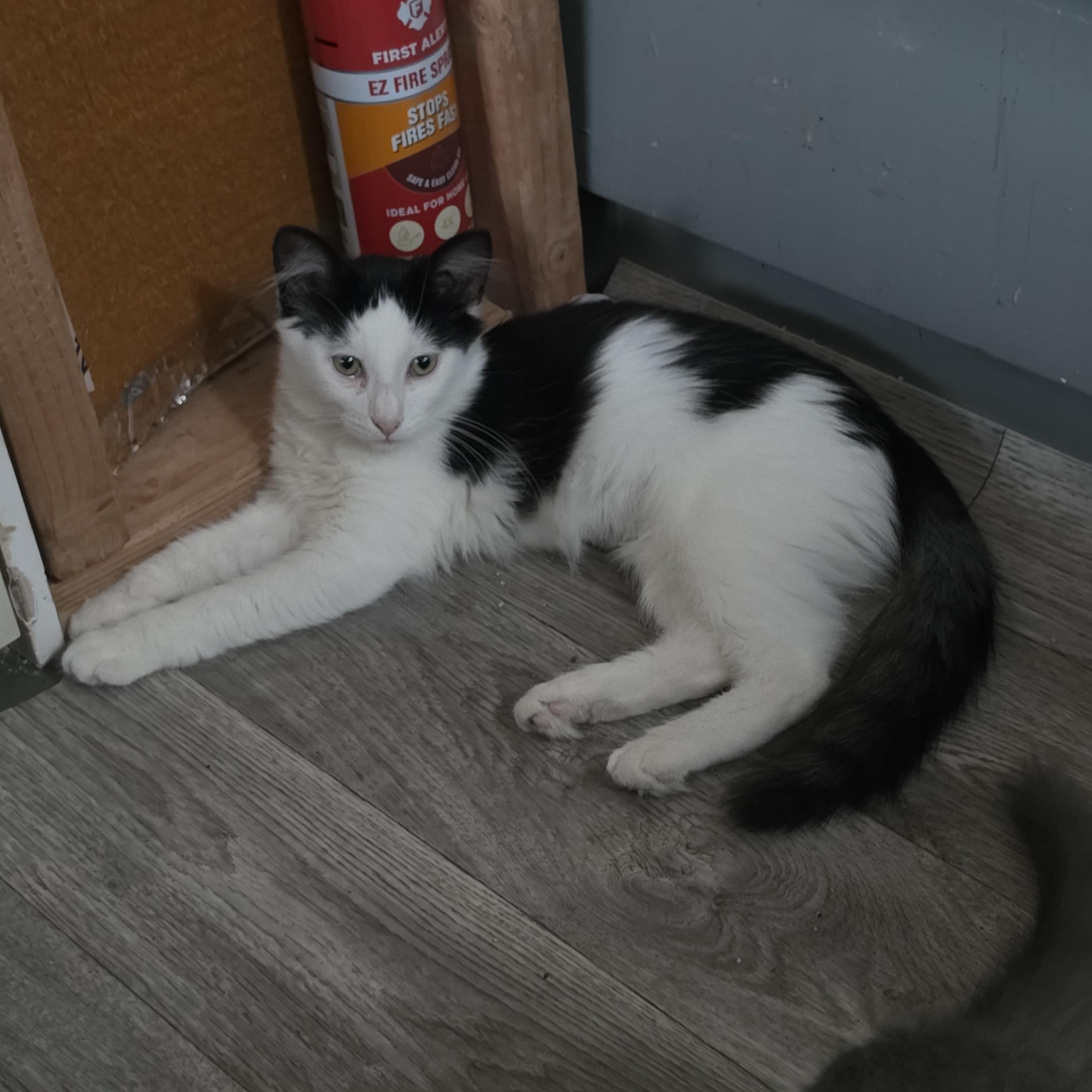 Enlarge Oreo, a Adopted Domestic Medium Hair in Springfield, OR image 1/3