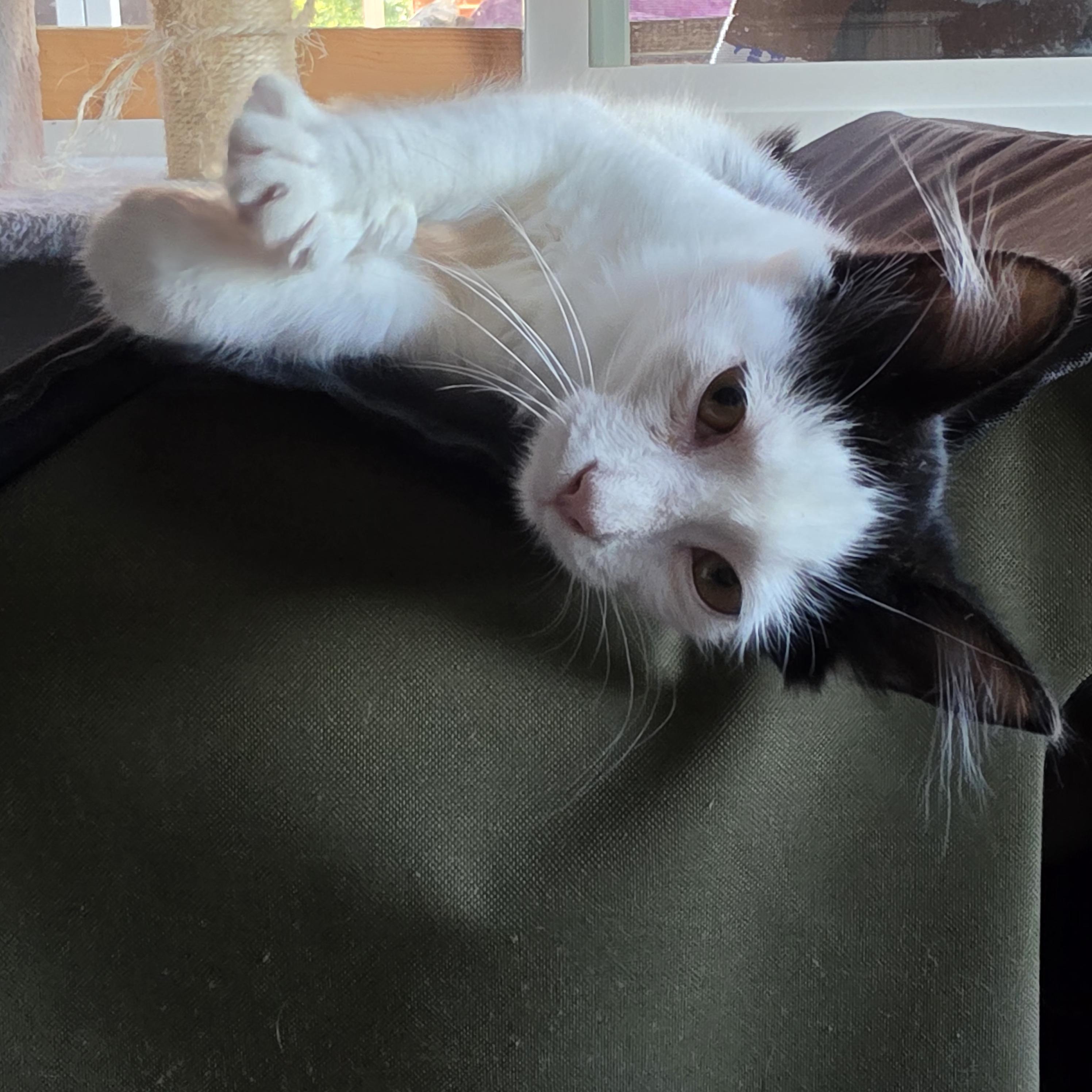 Enlarge Oreo, a Adopted Domestic Medium Hair in Springfield, OR image 2/3