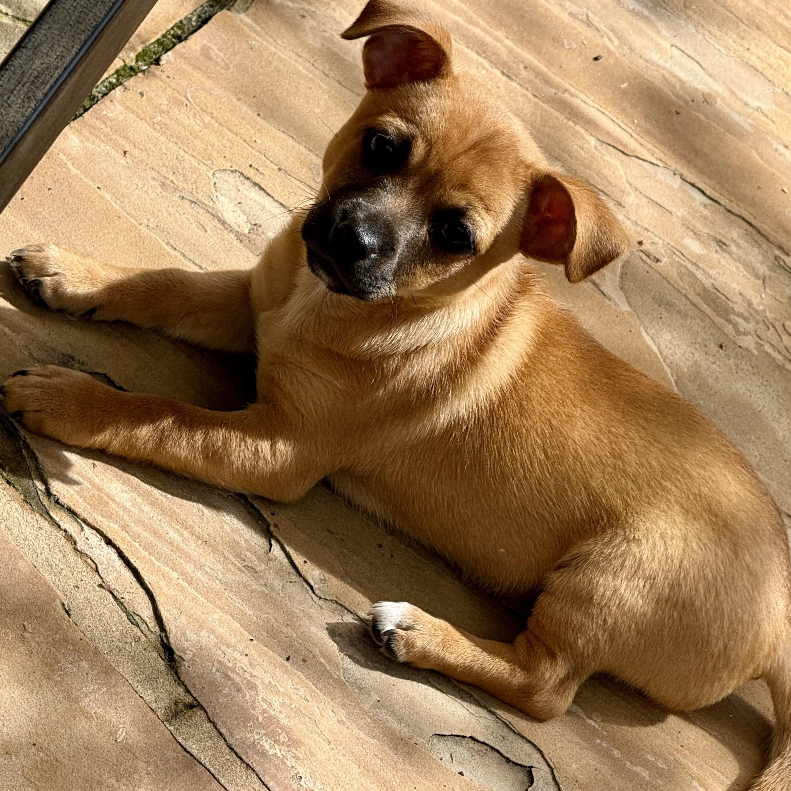 Enlarge Tim, a ADOPTABLE mixed breed in Pleasanton, CA image 4/6