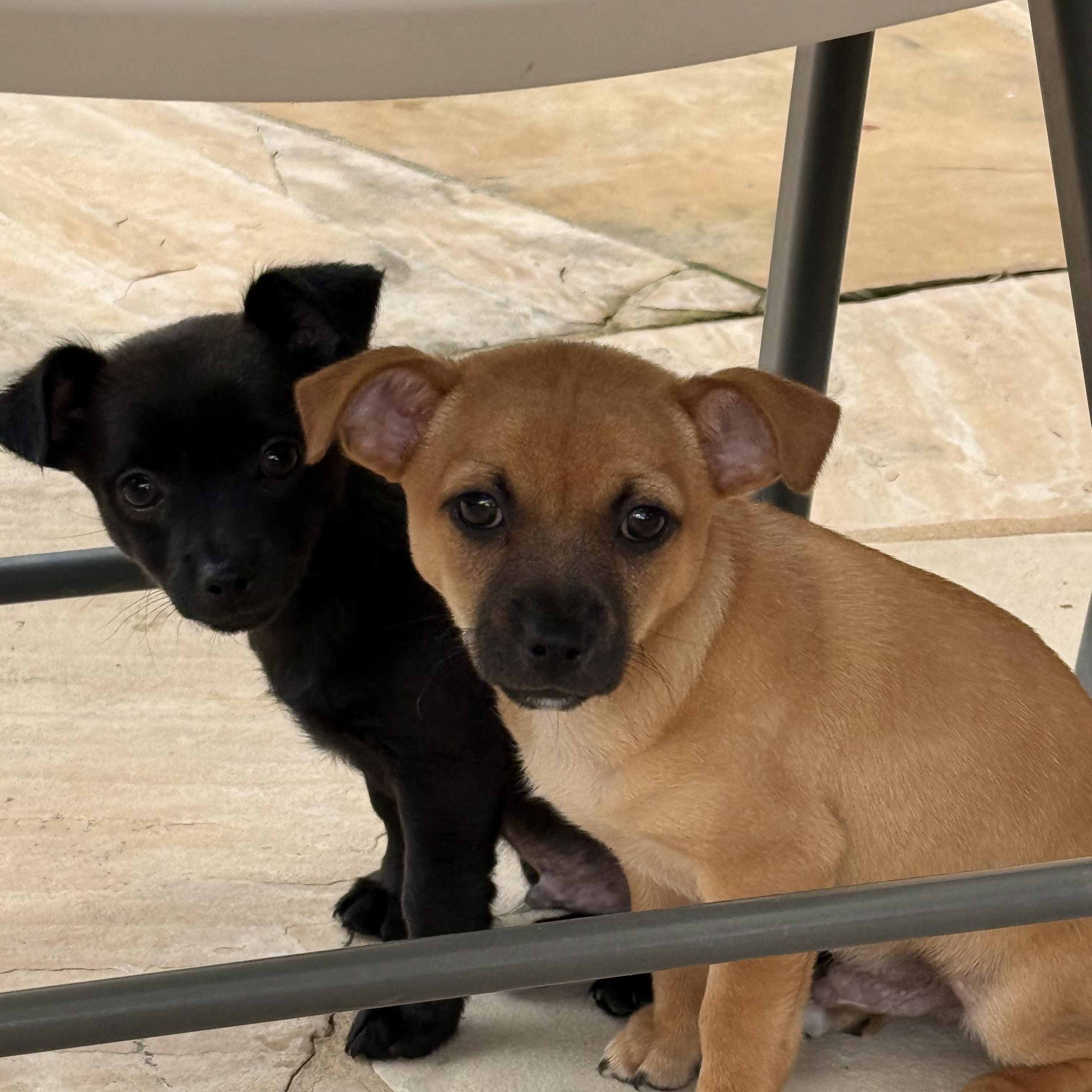 Enlarge Tim, a ADOPTABLE mixed breed in Pleasanton, CA image 5/6