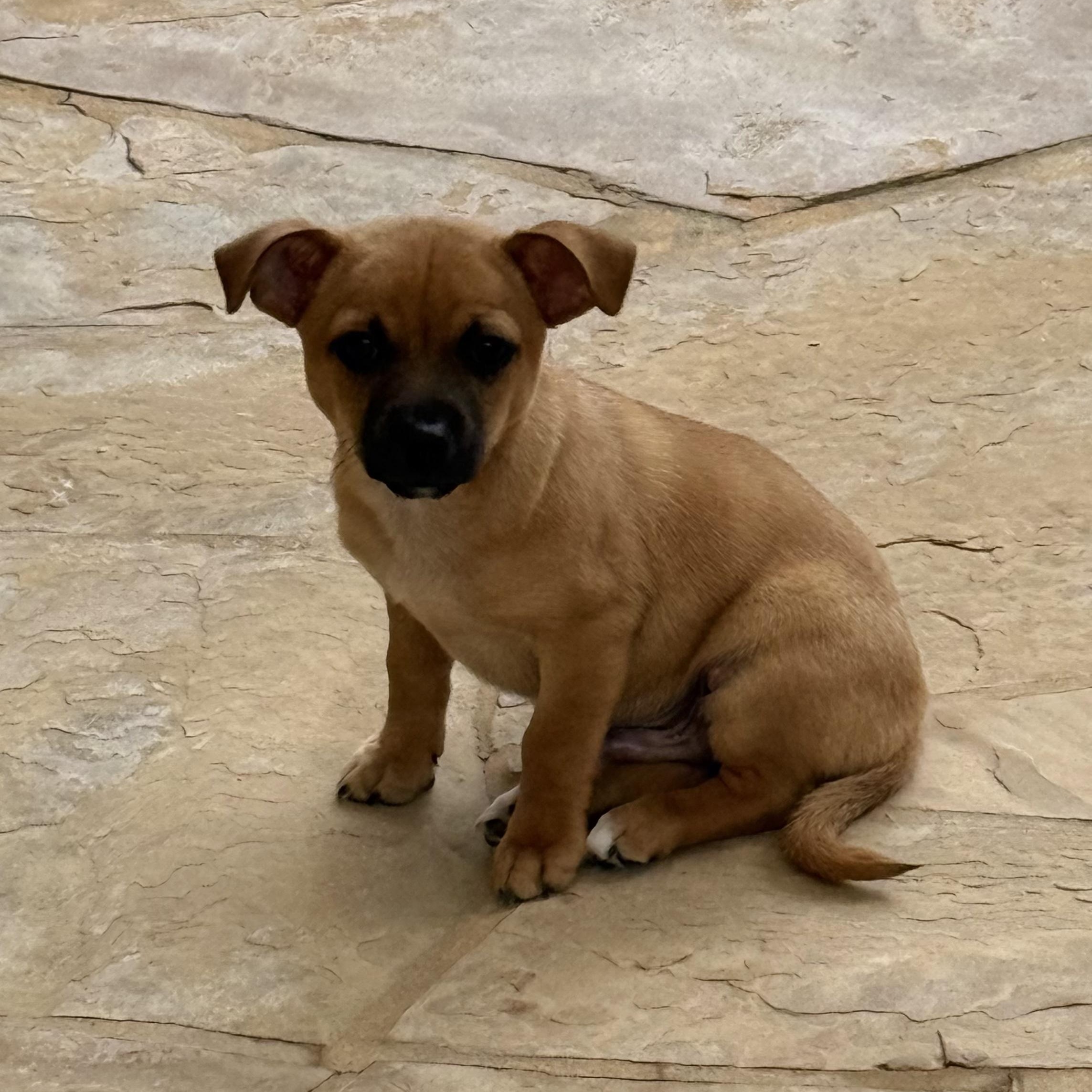 Enlarge Tim, a ADOPTABLE mixed breed in Pleasanton, CA image 2/6