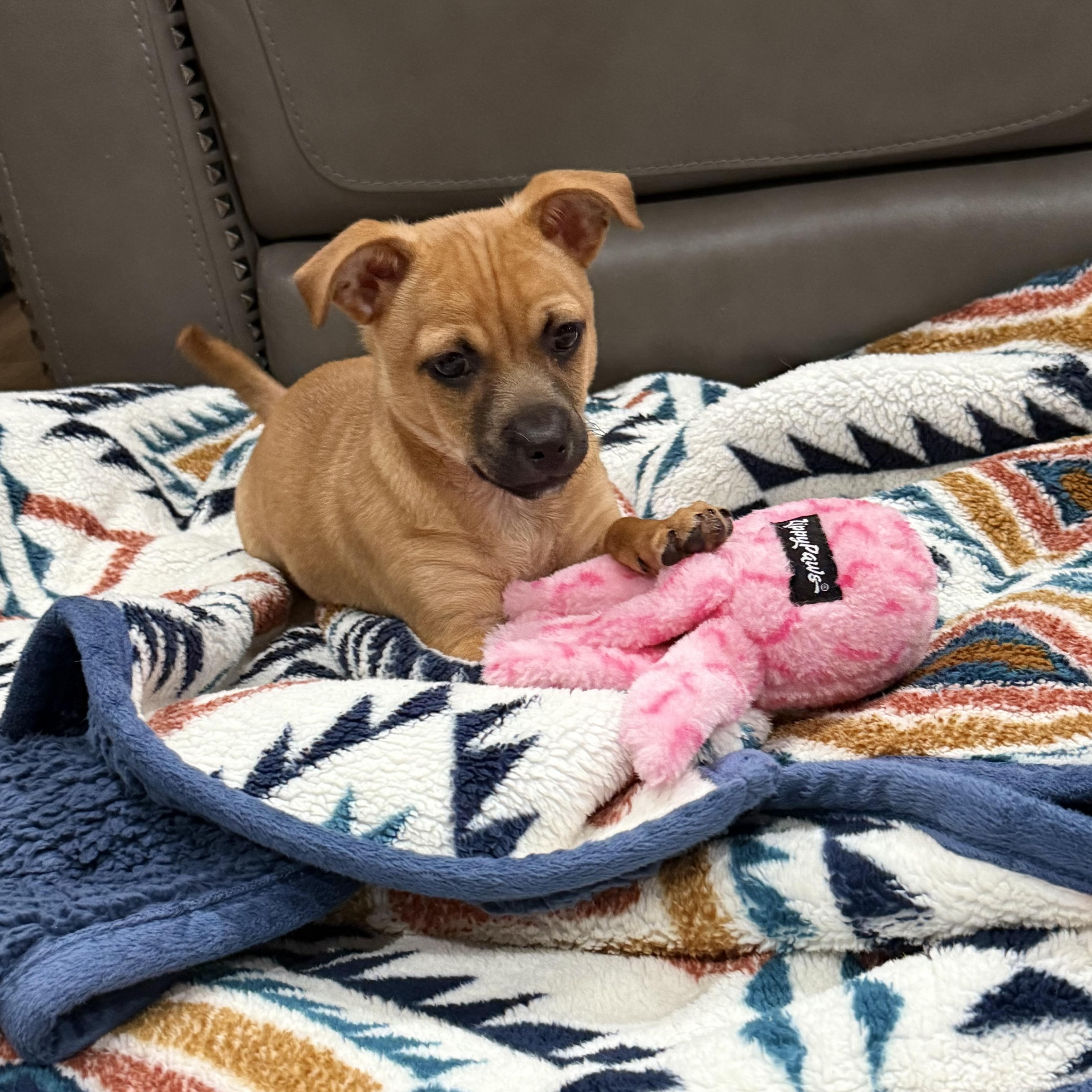 Enlarge Tim, a ADOPTABLE mixed breed in Pleasanton, CA image 1/6