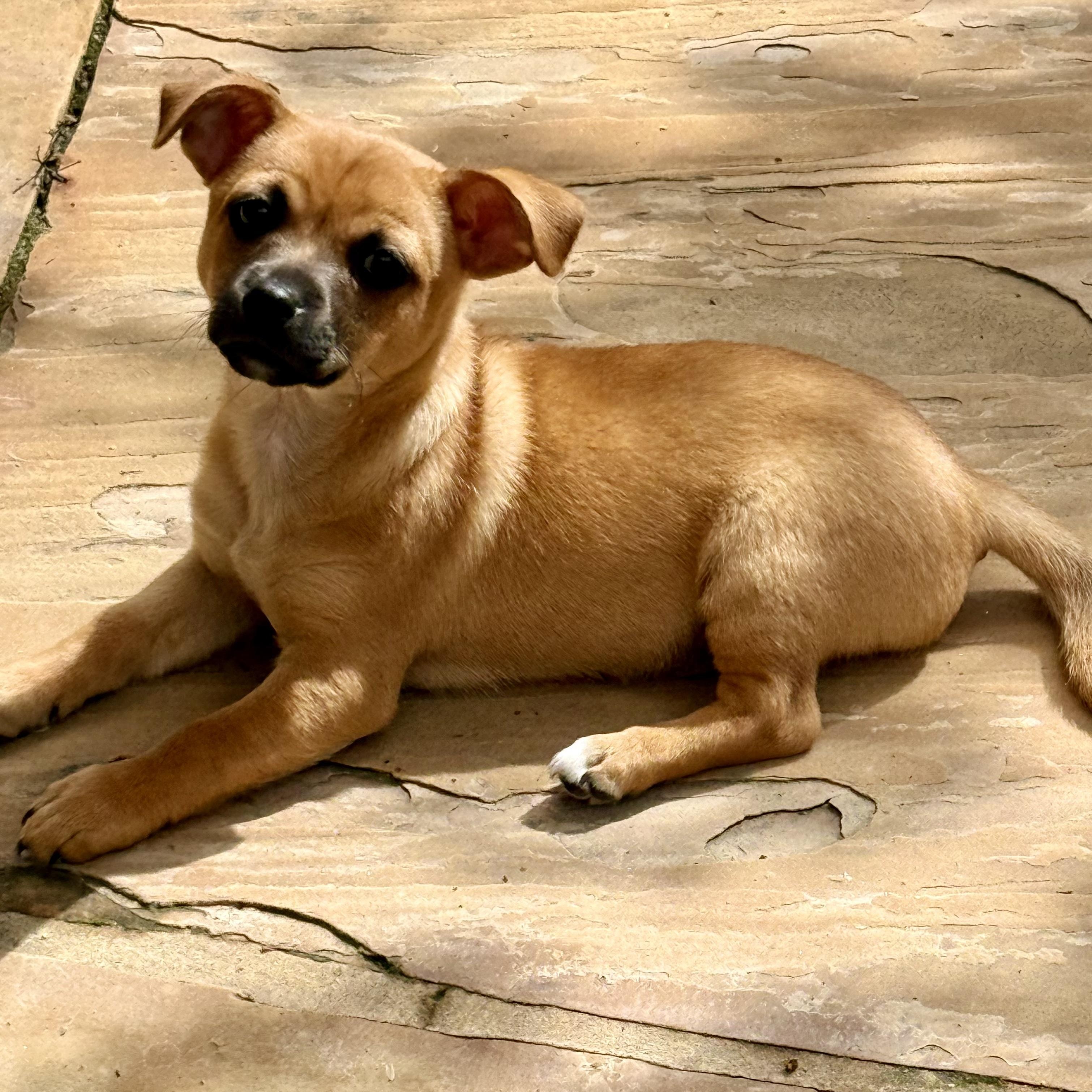 Enlarge Tim, a ADOPTABLE mixed breed in Pleasanton, CA image 3/6