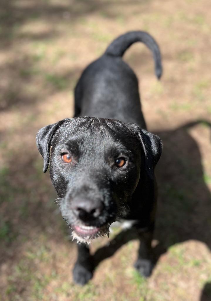 Rowdy, Adoptable, Young Male Patterdale Terrier / Fell Terrier.