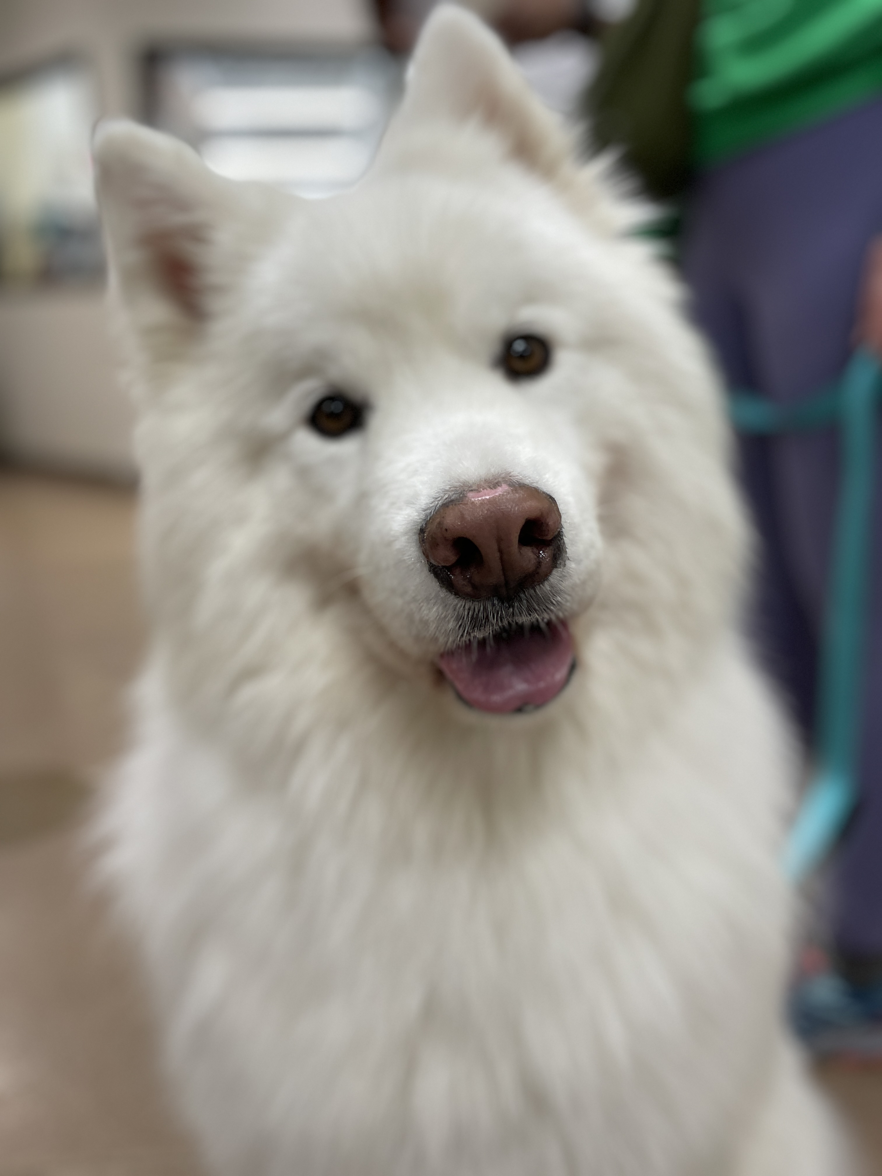 Enlarge KOBE, a Adopted Samoyed in San Rafael, CA image 1/5