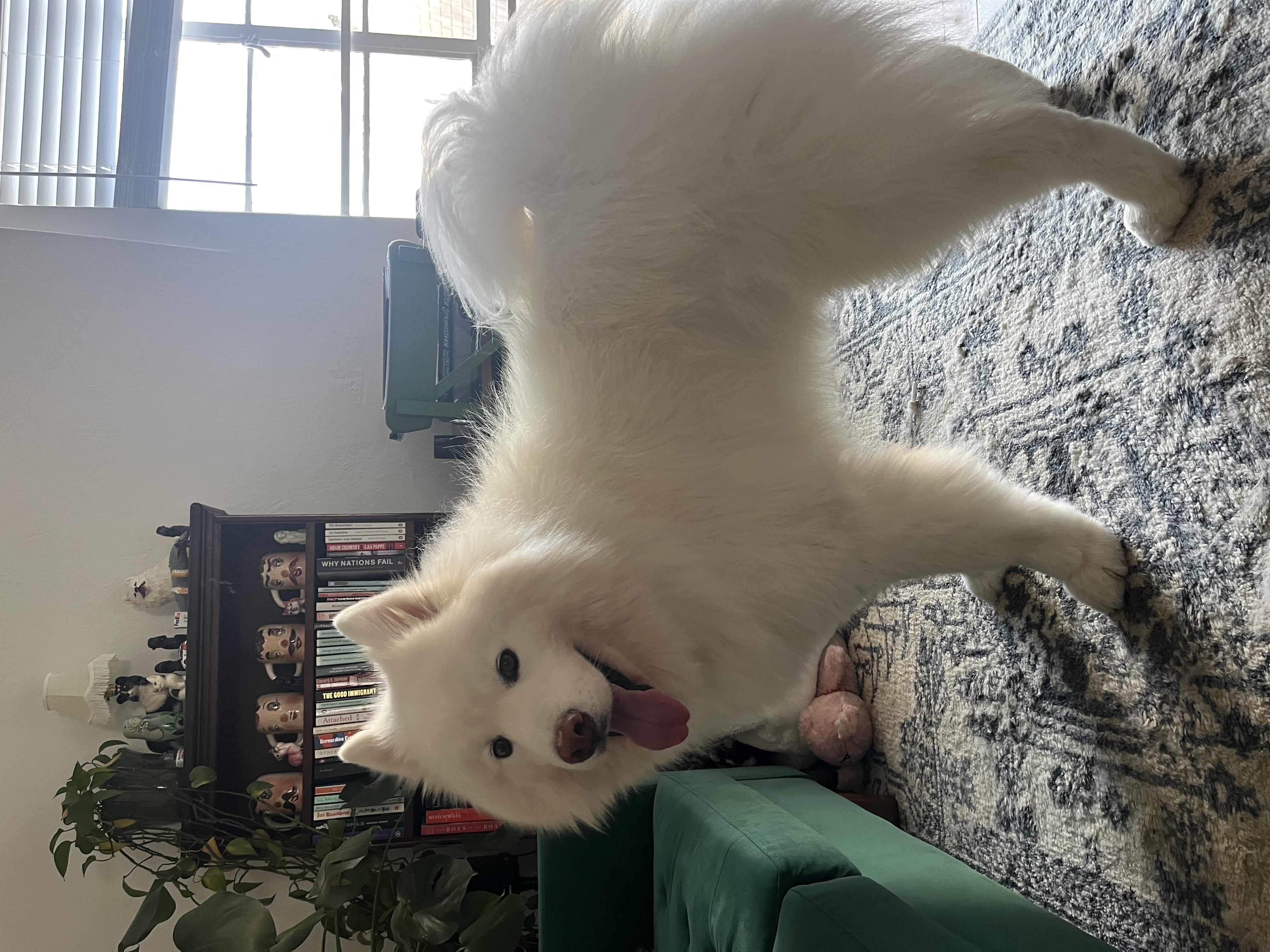 Enlarge KOBE, a Adopted Samoyed in San Rafael, CA image 2/5